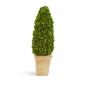 21" PRESERVED BOXWOOD CONE TOPIARY IN PLANTER